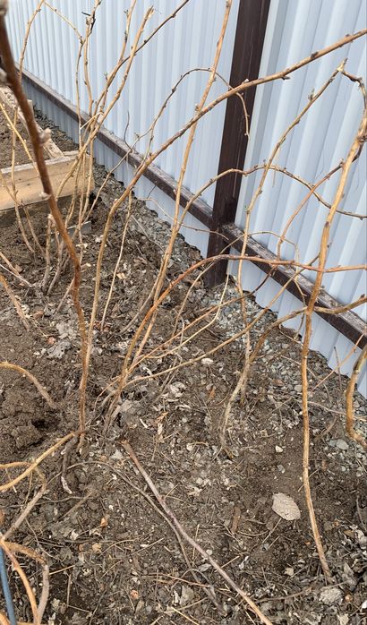 Саженцы малины одноразовой и ремантантной