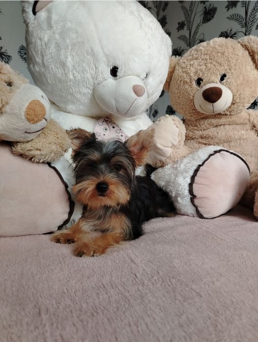 Йоркширски териер, мини