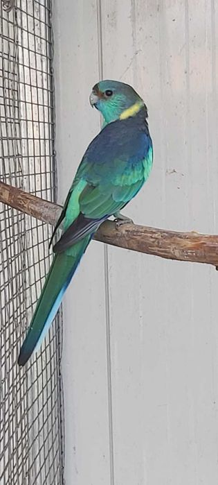 Papagali bernard , barnardius , kragen