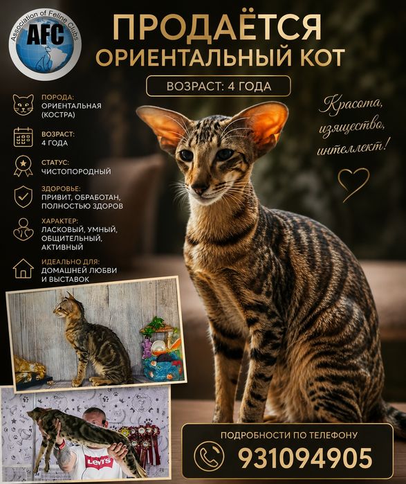 срочно продаю кота