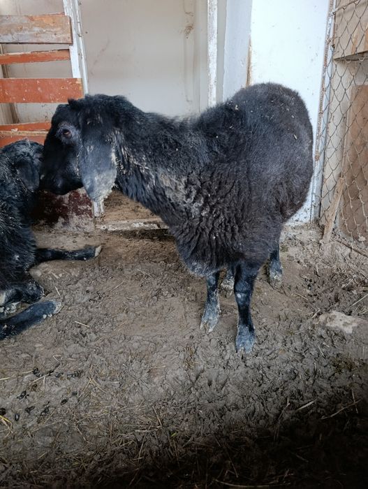 Куйлар узимизники