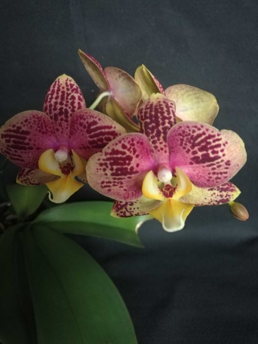 Орхидея " Пиниф"