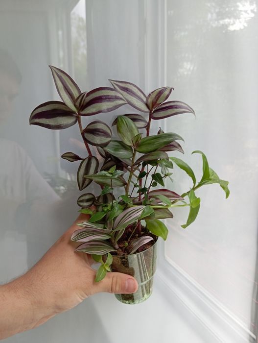 Комнатные  цветы