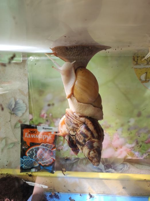 Продам улиток Ахатин от 300тг