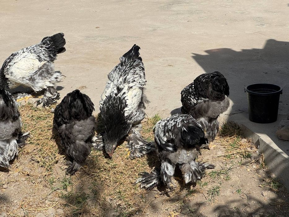 Tochkali brama jujalari sotiladi