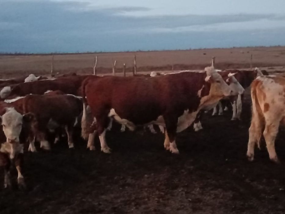 1 категориялы ақбас бұқа