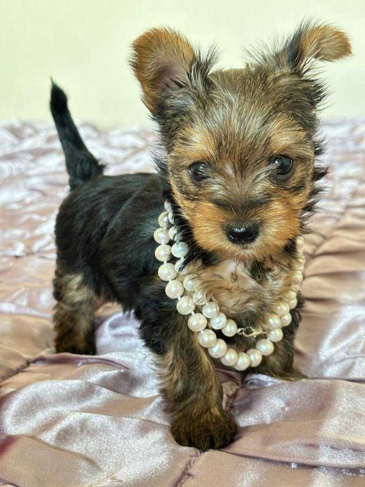 Кученца йоркширски териер