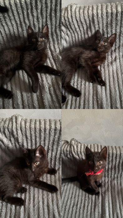 Отдам котят в хорошие руки