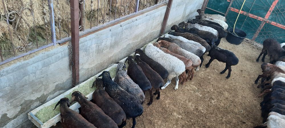 семиз токты тусак кой кошкар сатылады