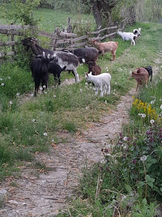 Capre tinere cu iezi!