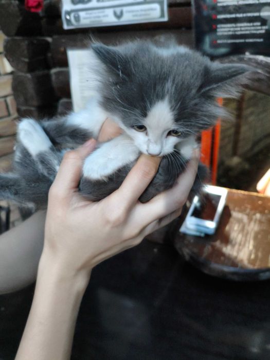 Котенок в добрые руки