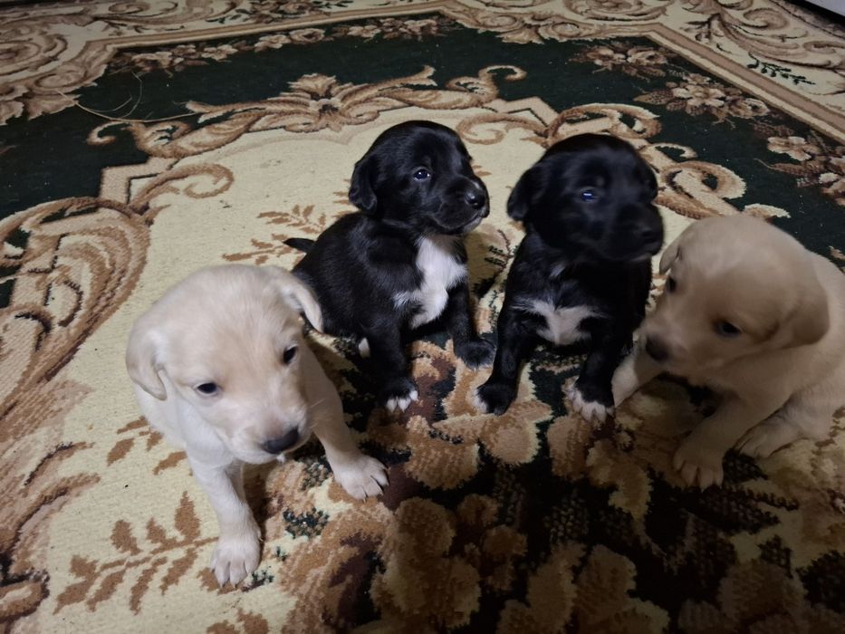 Отдам щенков в добрые руки