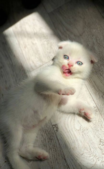 Вислоухие котята