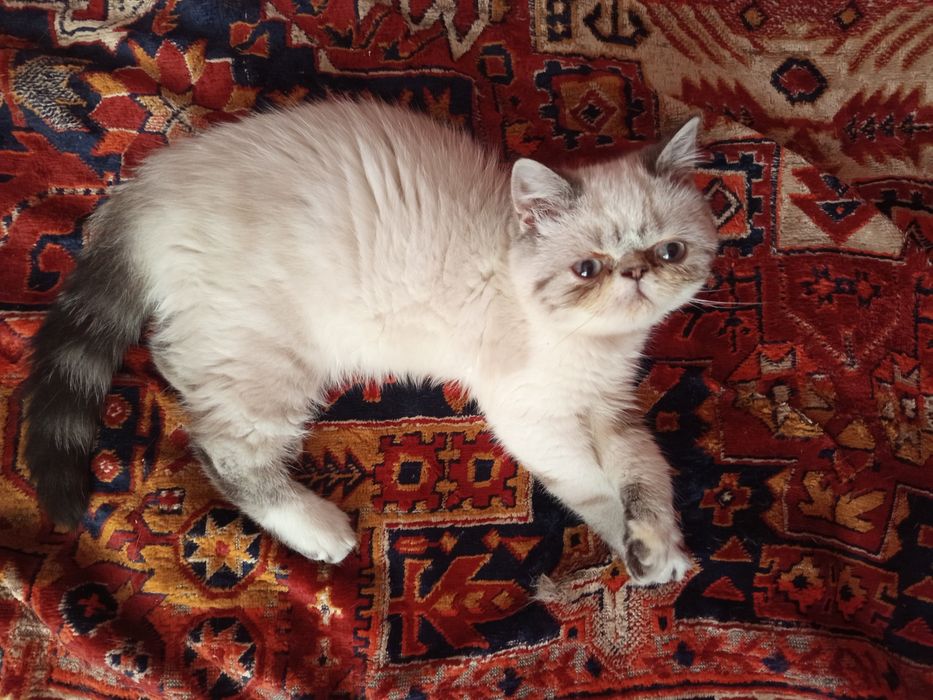 Плюшевые экзотики