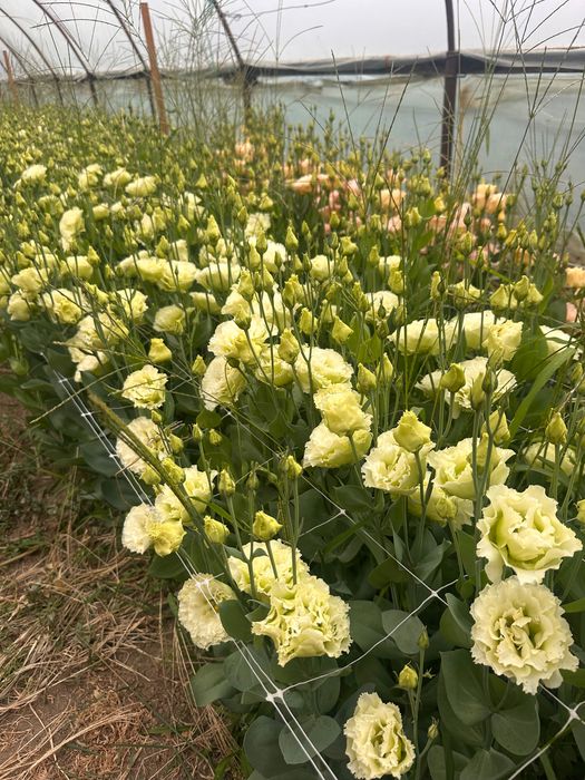 Lisianthus flori tăiate de vânzare