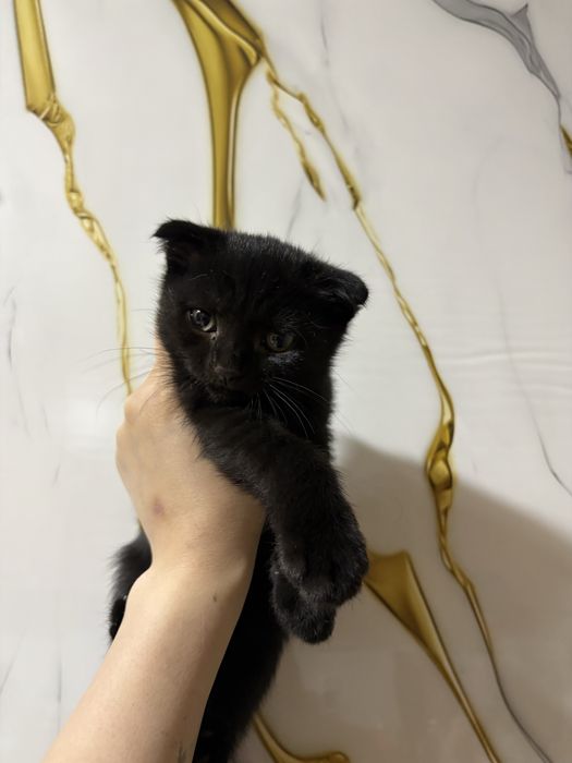 Котята породистые