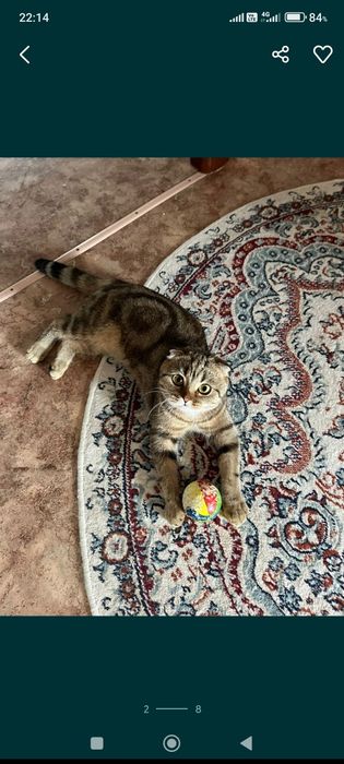 Кошка шотландская вислоухая девочка