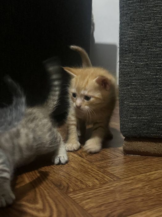 Продаются котята 1,5месяца