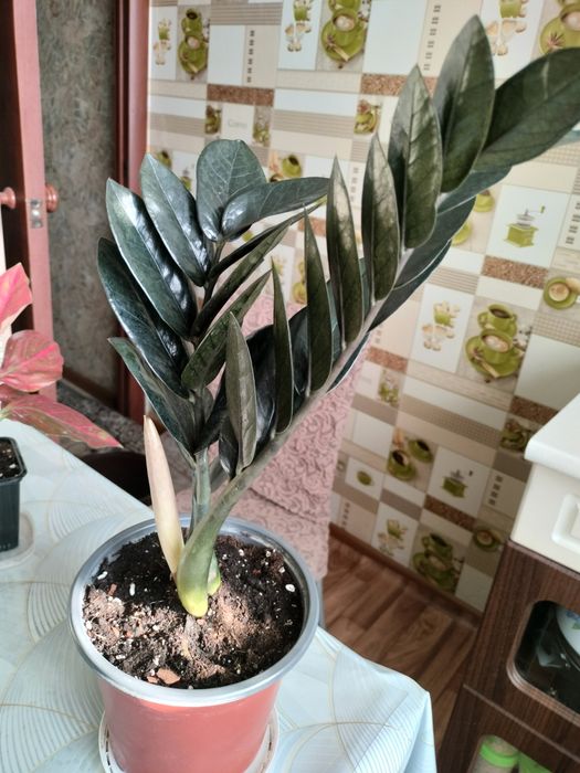 Чёрный Замиокулькас