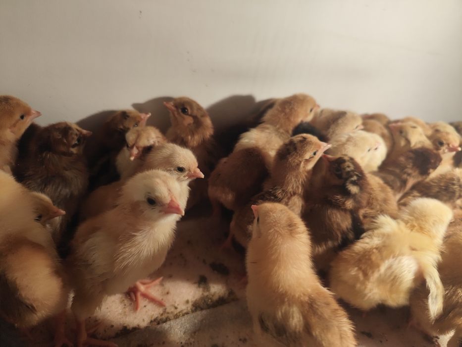 Балапан цыплята кучински