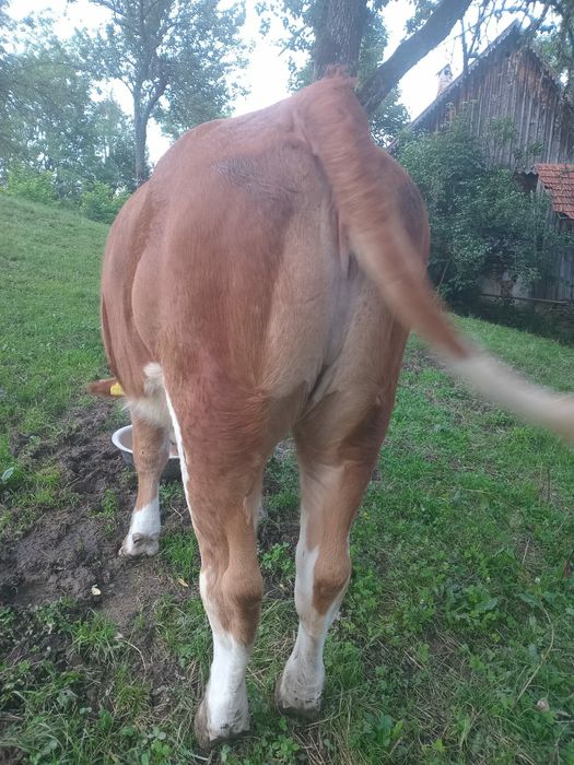 Vând o vacă și o junincă