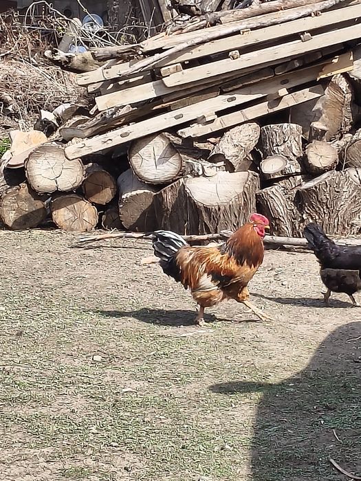 Продам домашних петухов