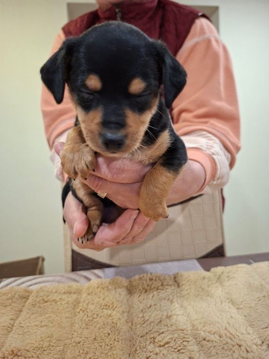 Продавам Кученца Пинчери