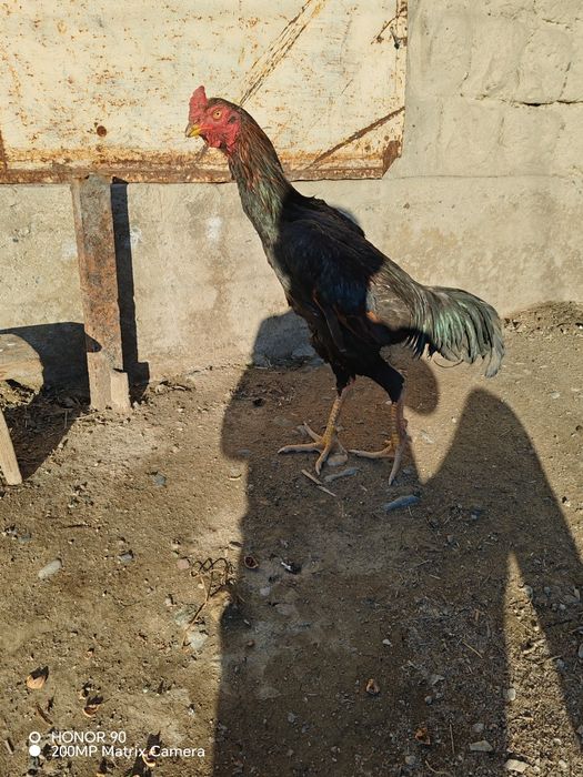 Huroz Sotiladi Zoti Toza