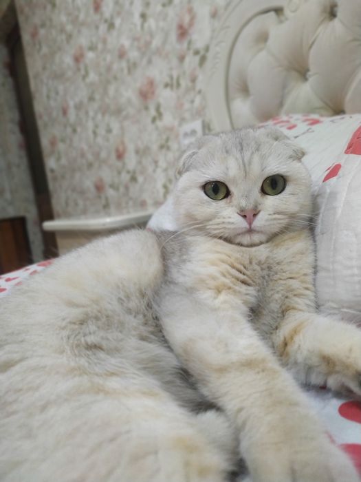 Scotish fold shinshilla