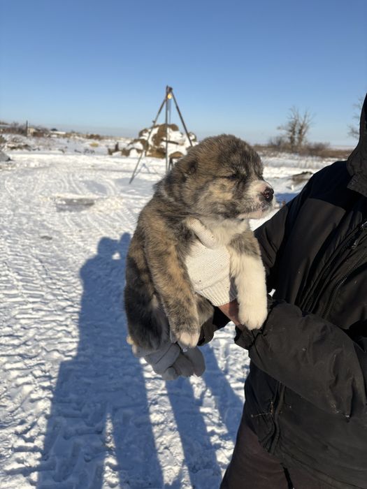 Щенки алабай среднеазиатская овчарка