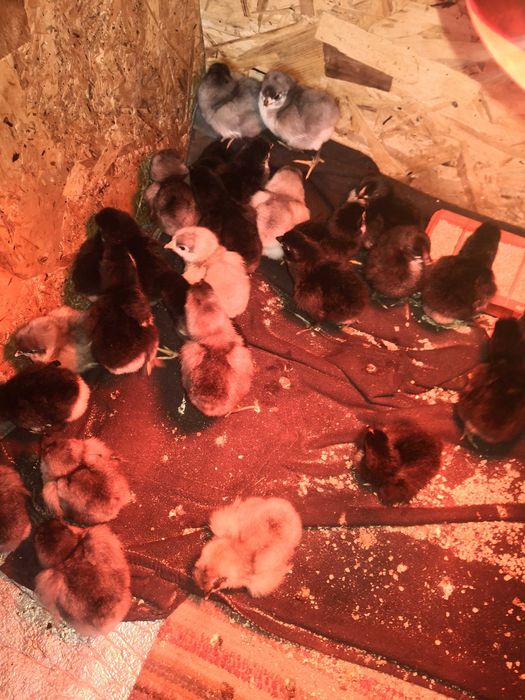Pui Australorp (Negru și Albastru) – Excelență în Producția de Ouă