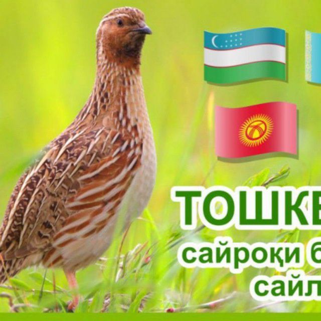 Bedanala sotiladi italya