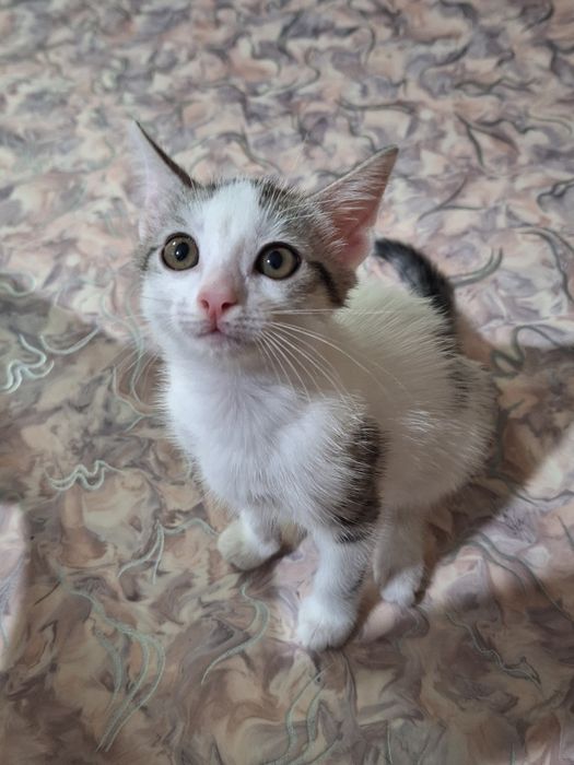 Отдам котенка в добрые руки