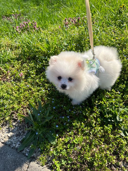 Cățeluș pomeranian