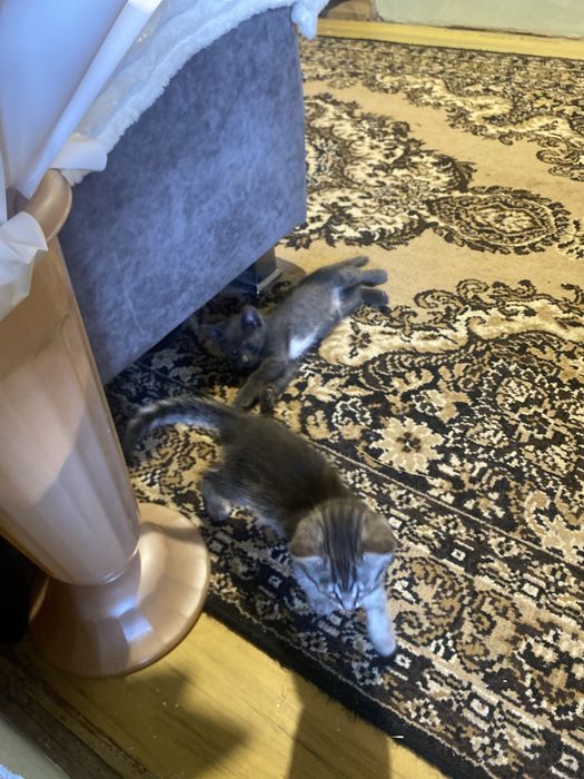 Отдам котят в добрые руки,