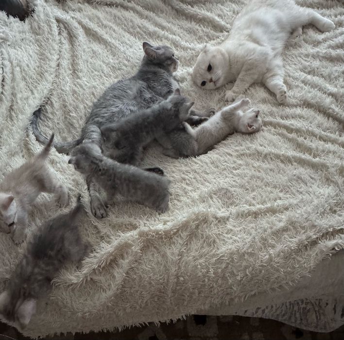 котята шотландские