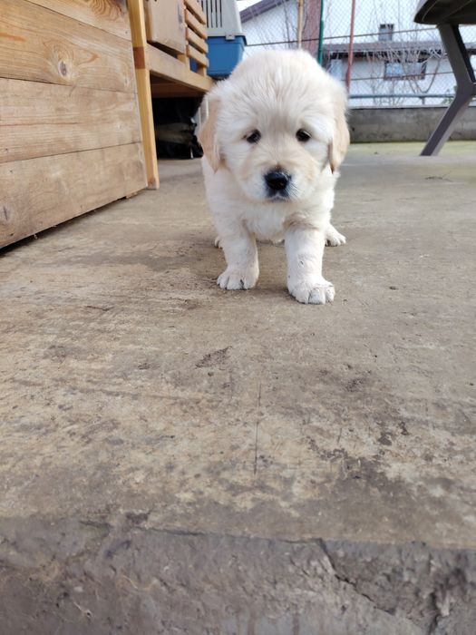 Băiețel golden retriever