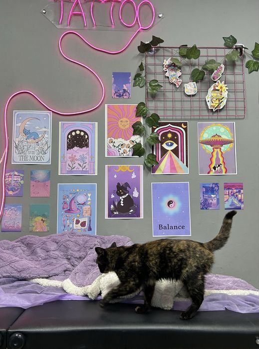 Котенок девочка в добрые руки