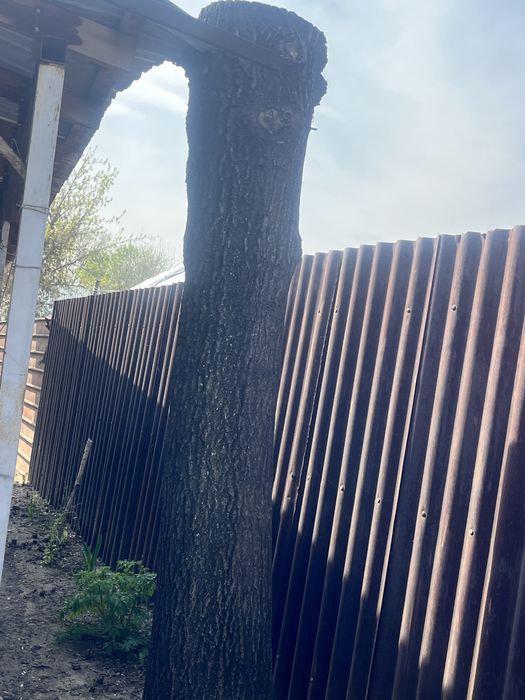 Ствол Дуба для мебели