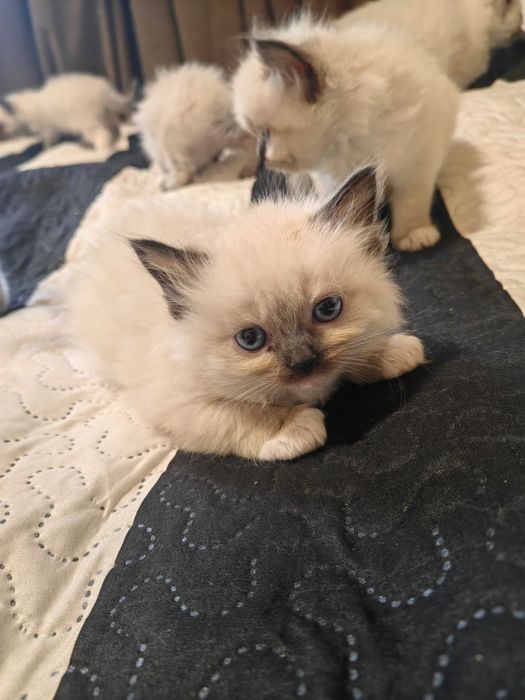 Чистокръвни котенца Ragdoll