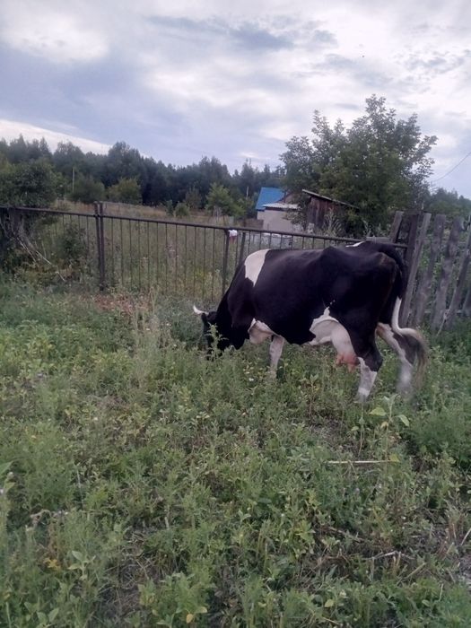 Продам корову с теленком