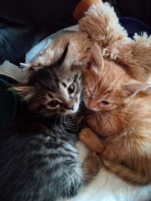 Котята пушистые мальчики