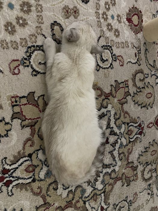 Кот  продается срочно