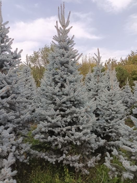 Голубые елки крупномеры