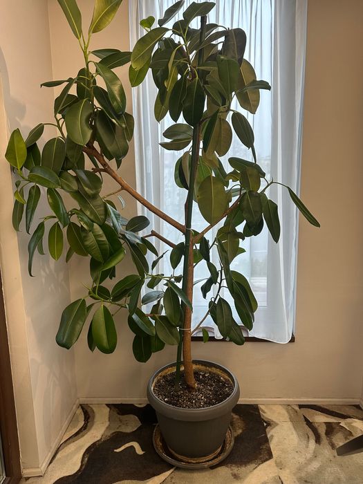 Arbore de Cauciuc (Ficus Robusta)
