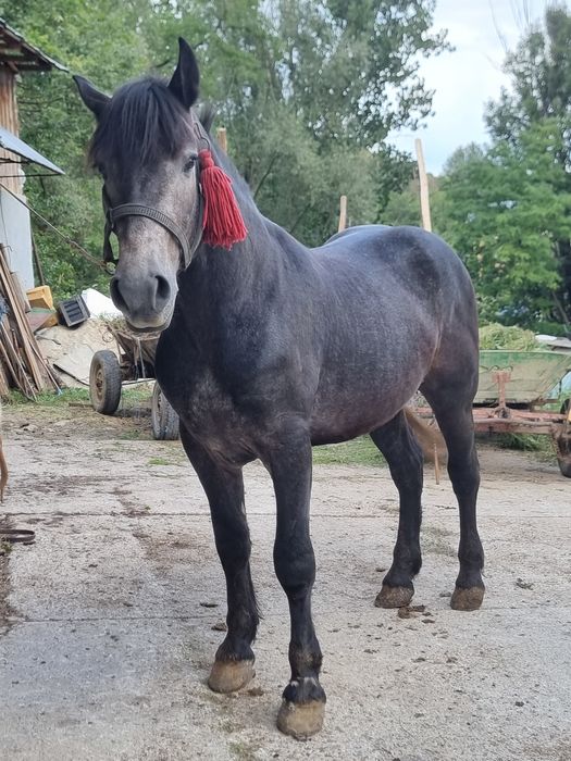 Armăsar de 2ani de vânzare