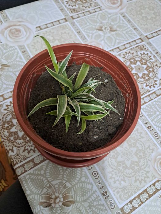 Хлорофитум - очиститель воздуха