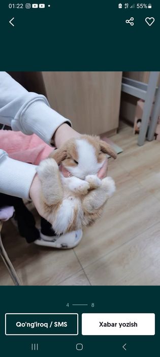 Katta bo'midigan karlik quyon