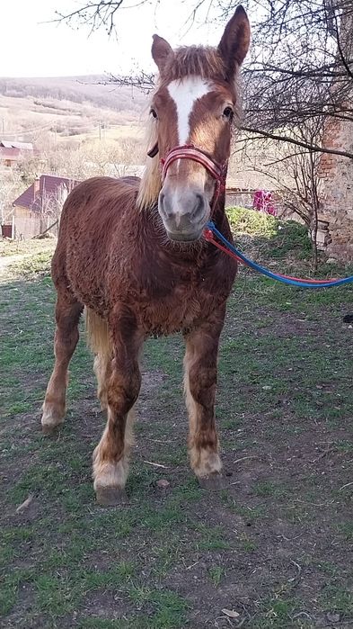 Vând urgent  manz 8 luni