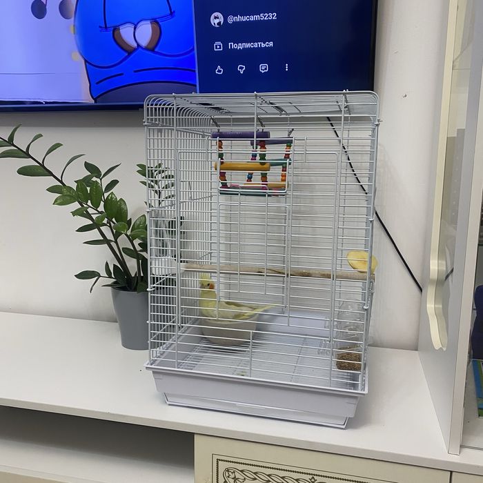 Красивая Корелла